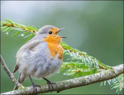 Les oiseaux ont différents chants pour s'exprimer : des chants pour attirer les femelles, des chants alarmes, etc...)