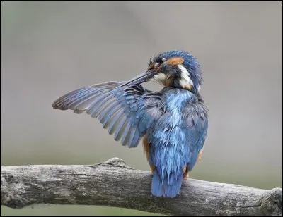 Le matin, pour un bon décollage, un oiseau doit lisser chacune de ses plumes une par une...