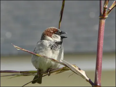 Il existe l'hybride d'un moineau friquet et d'un moineau espagnol :