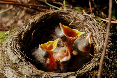 Les oiseaux font tous des nids :