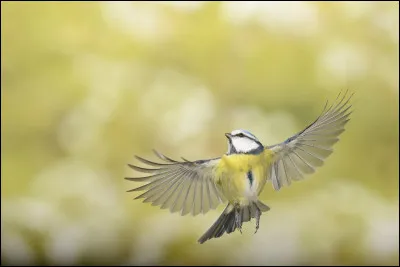 Tous les oiseaux de France savent voler :