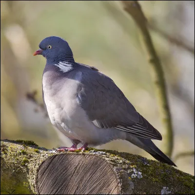 La palombe et le pigeon ramier, c'est la même chose :