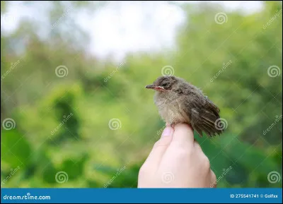 Les oiseaux peuvent avoir des coups de foudre pour des animaux d'autres espèces et même pour des humains !