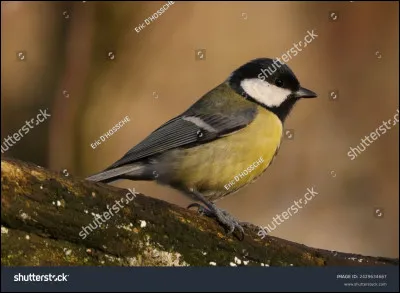 Des mésanges peuvent manger d'autres oiseaux ou carcasses :