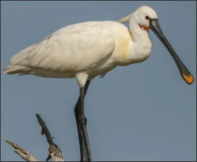 C'est l'oiseau appelé ''spatule'' qui a inspiré l'outil d'aujourd'hui :