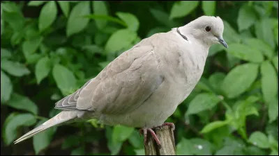 Une tourterelle turque défend son nid jusqu'à la mort :