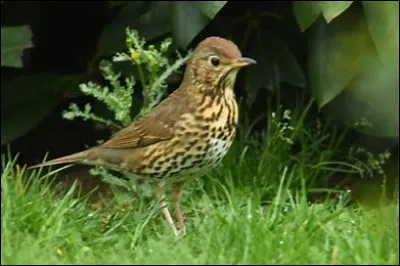 De quel oiseau s'agit-il ?