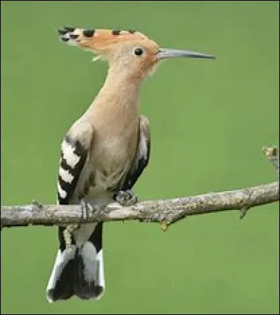 De quel oiseau s'agit-il ?