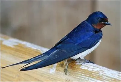 De quel oiseau s'agit-il ?