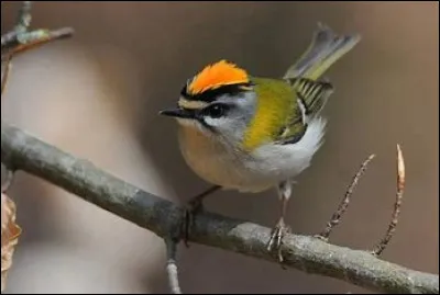 De quel oiseau s'agit-il ?