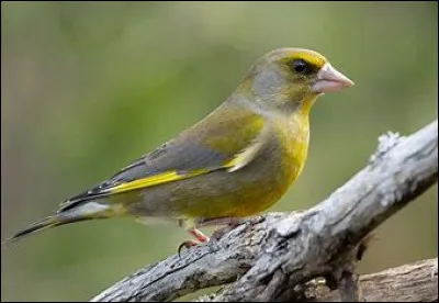 De quel oiseau s'agit-il ?