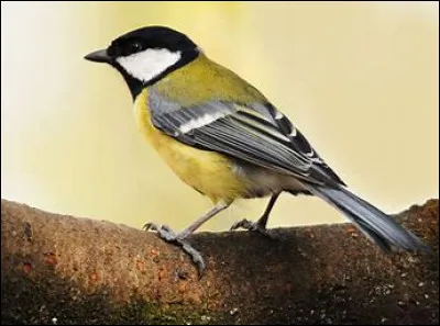 De quel oiseau s'agit-il ?