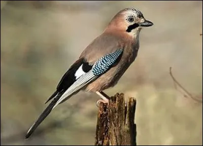 De quel oiseau s'agit-il ?