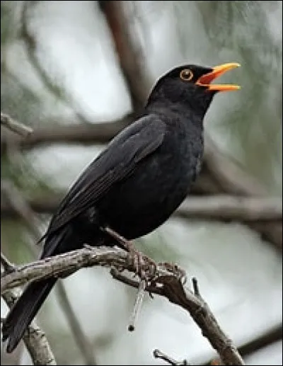 De quel oiseau s'agit-il ?