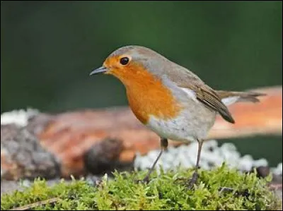 De quel oiseau s'agit-il ?
