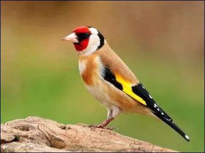 De quel oiseau s'agit-il ?