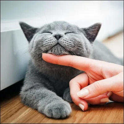 Pour lequel de ces félins possède-t-on des enregistrements confirmant quil ronronne comme un chat ?