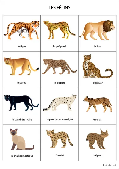 Les caves du musée d'État de l'Ermitage à Saint-Pétersbourg en Russie, abritent soixante-dix félins. Lesquels ?