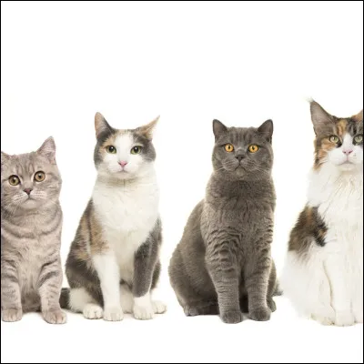 Aimes-tu les chats ?