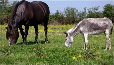 Une de ces races est le percheron :