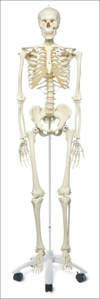 Combien d'os a un humain ?