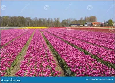 Les Pays-Bas ont une superficie supérieure à celle de la Belgique ?