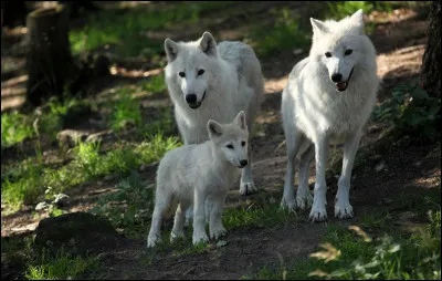 En quel mois a lieu le festival du loup ?