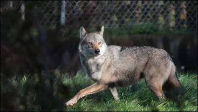 Et on va terminer par un dernier vrai ou faux. Seul le couple alpha a le droit de se reproduire.