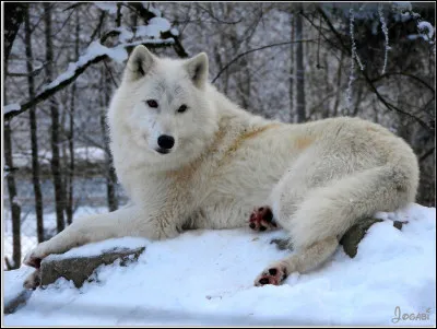 Comme j'adore les vrai ou faux, on va encore en faire trois. Le loup était un animal apprécié voir vénéré en France au Moyen-Âge.