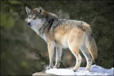 Et enfin le dernier vrai ou faux ? Le loup est un félin.