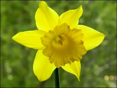 Quelle est cette fleur ?