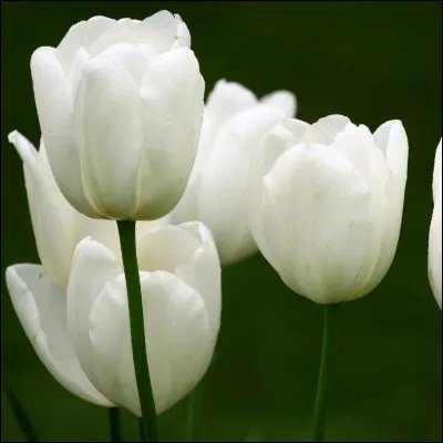 Quelle est cette fleur ?