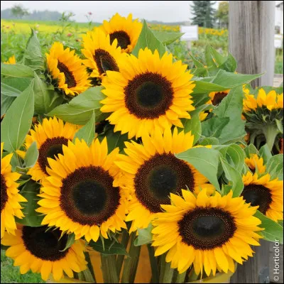 Quelle est cette fleur ?