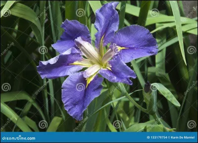 Quelle est cette fleur ?