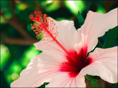 Quelle est cette fleur ?