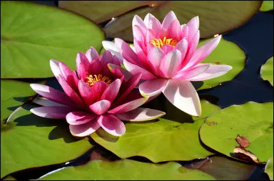 Quelle est cette fleur ?