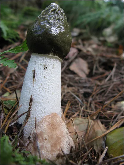 Ce champignon, qui pue littéralement le mort, est connu sous bien des alias... Lequel n'en est PAS un ?
