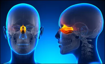 Bon, l'odeur rentre par le nez, et si on suppose qu'elle ne fait pas de détour, elle va passer par les petit trous de la...