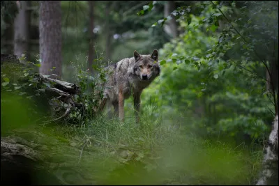 Crissement aigu du grillon !