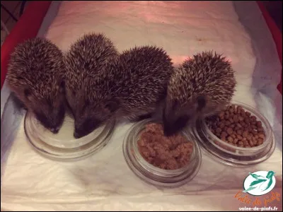 Adepte du combat au couteau !