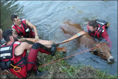 Crème liquide à base de liqueur ou de vin, d'oeufs, de sucre et d'aromates