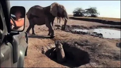 Famille de mammifères rongeurs, comprenant les écureuils !