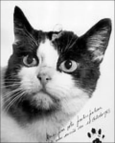 Quel était le nom de la première chatte a effectuer un voyage dans l'espace le 18 octobre 1963 dans le cadre du programme spatial français, dans une fusée Véronique ?