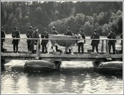 "La Vache et le prisonnier" est le titre d'un film joué par Lino Ventura.