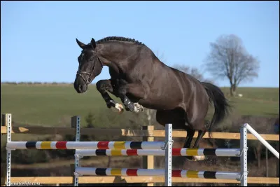 Quelle est la qualit&eacute; principale recherch&eacute;e chez l'&eacute;talon ?