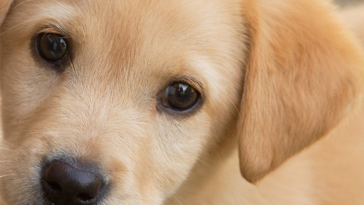 Test de personnalité Quel chien estu