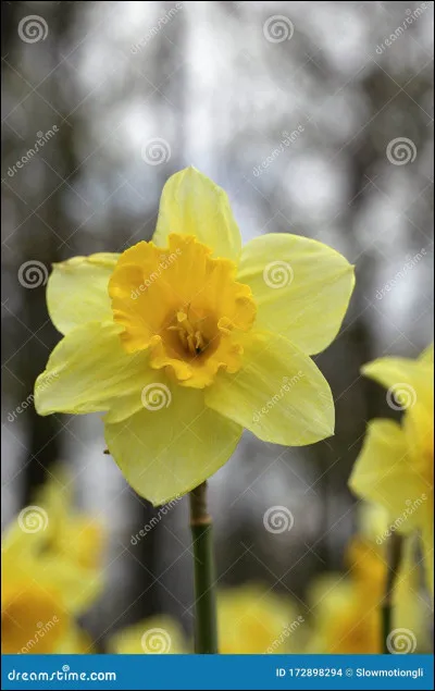 Savez-vous quelle est cette variété de fleur ?