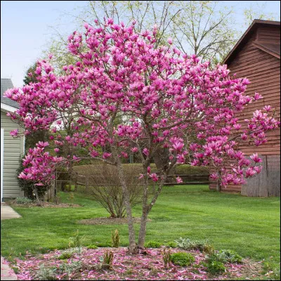 À quoi servent les racines des plantes, arbres, fleurs... ?