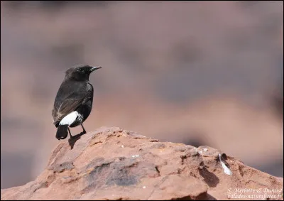 Maintenant une petite question concernant la faune : quels animaux ne vivent pas en France ?