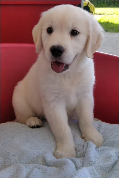 Quelle est cette race de chiens ?